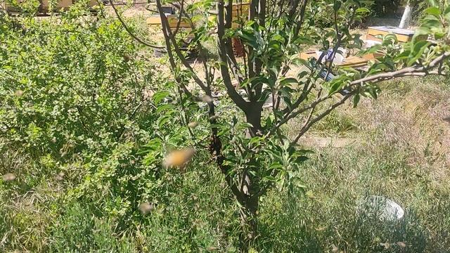 пчёлы побег из нуклеуса