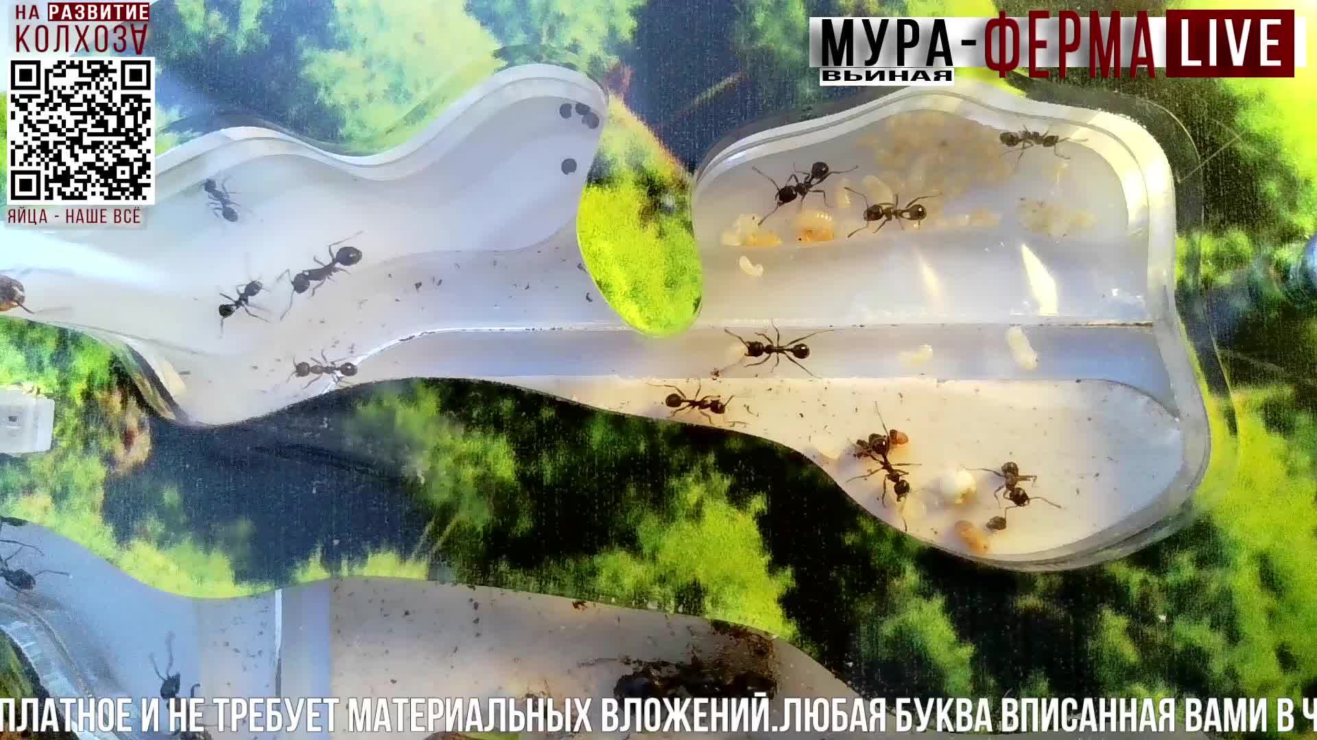МУРА-ферма LIVE.Бункер 49.Муравьиная ферма!Муравьи Жнецы.+Эмбиент".