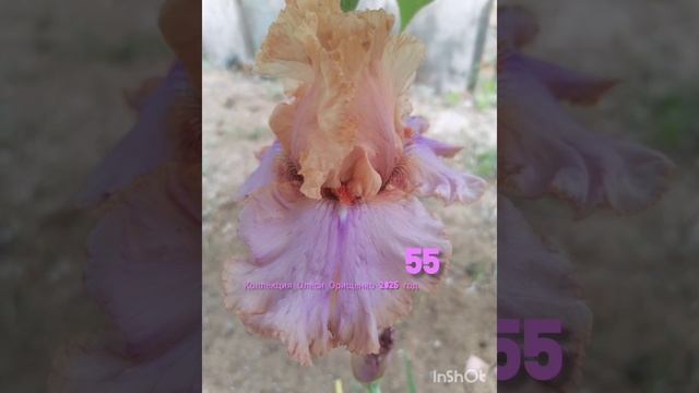 Бородатые ирисы Волгоград часть 1