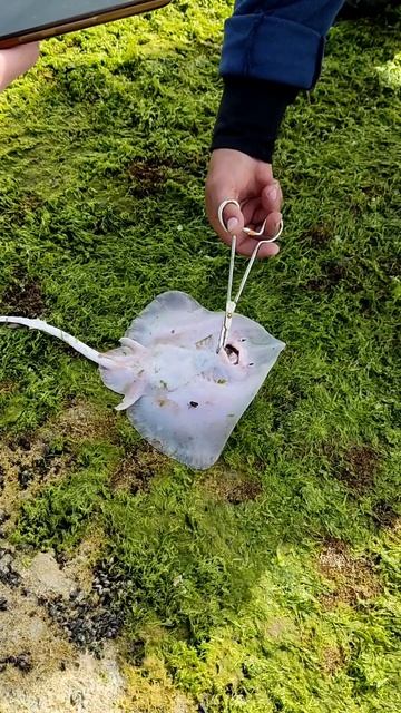 Скат на чёрном море