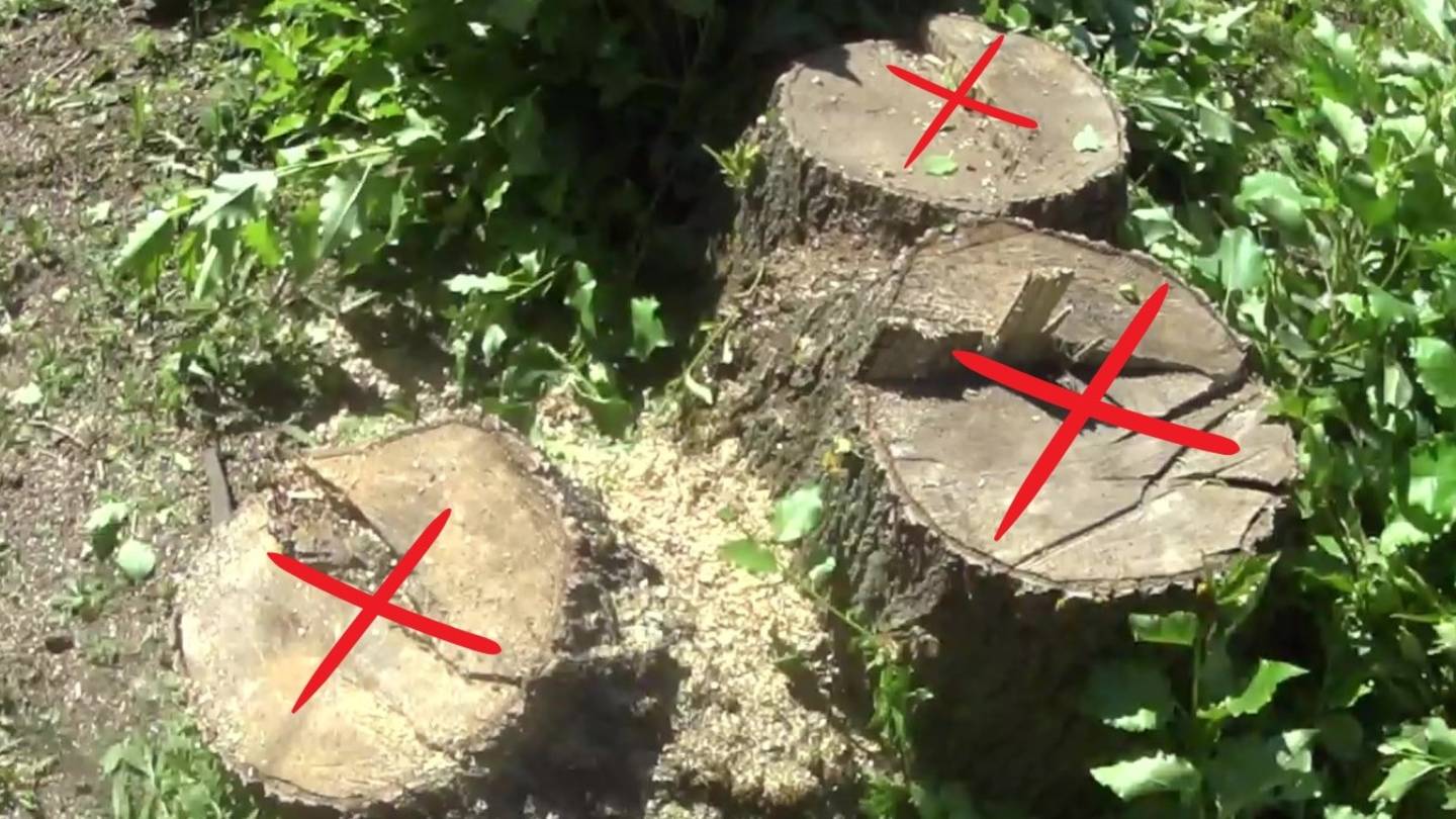 🌳 Уничтожение пня и поросли аммиачной селитрой: пошаговая инструкция