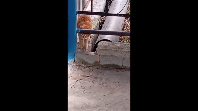 Собака. Кот. Том и Фокс