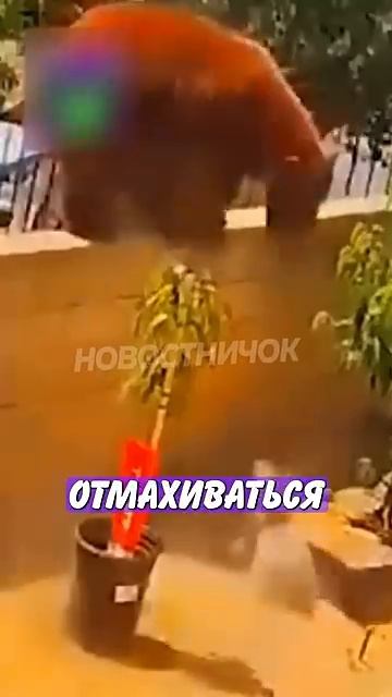 Новостничок (137)