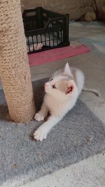 Котята девочки видео авито
