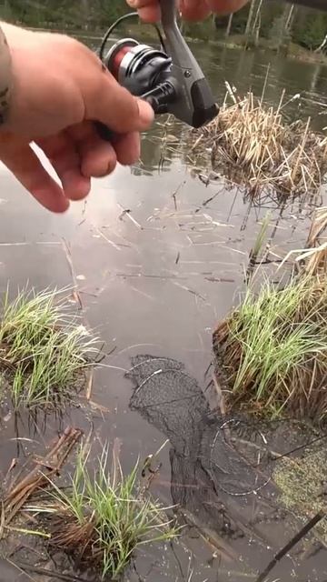 Карась дал жару