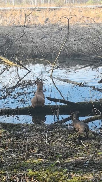 Знакомство с утками.