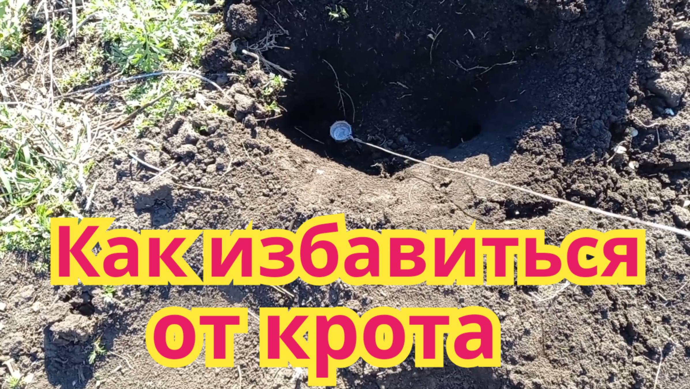 Как избавиться от крота.