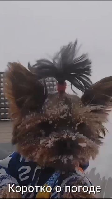 Кородко о погоде😄