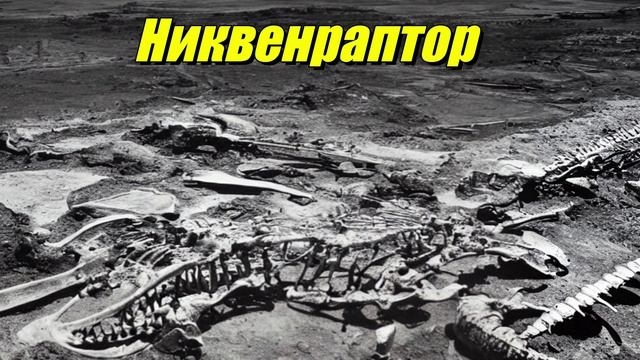 Neuquenraptor