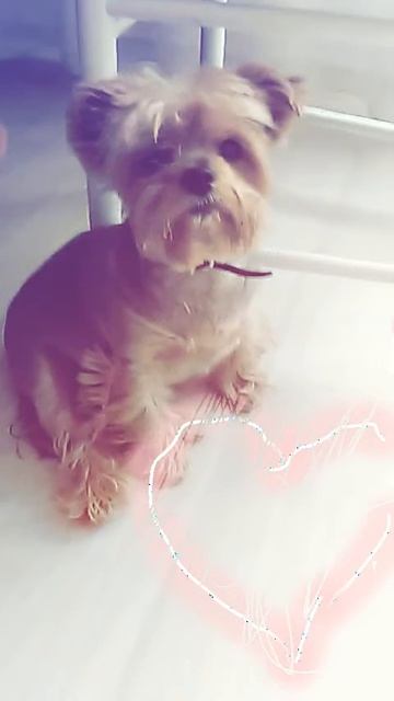 Собака эля