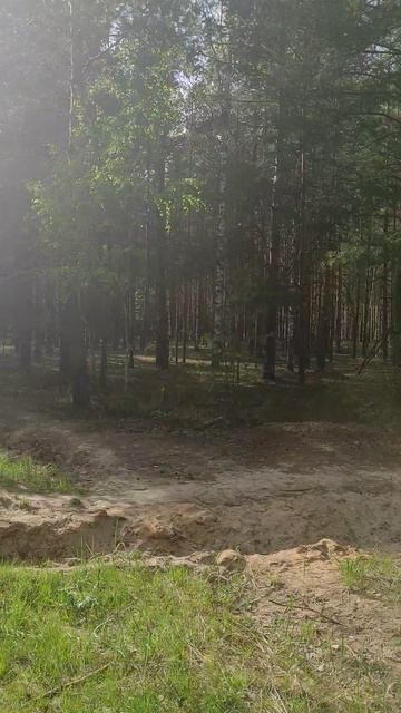 Весенний майский лес