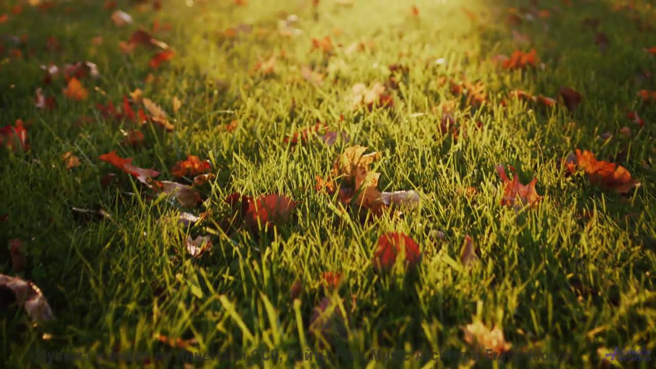 Это видео - как утро, полное надежд и красивой музыки! - Yip Yop -- Podington Bear -- Haplessly Happ