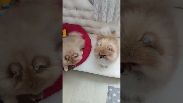 Продажа😃Питомник Йорк & Шпиц.Elite Pets,Крым, Евпатория 🌞Вопросы+79788972514 Доставка возможна 🥰