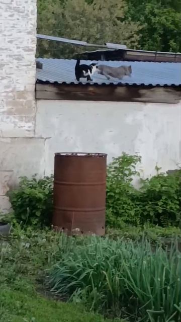 Прислали с Сорочинска. Попытка побега и драка