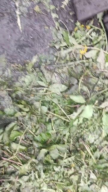 Селезень с характером.mp4