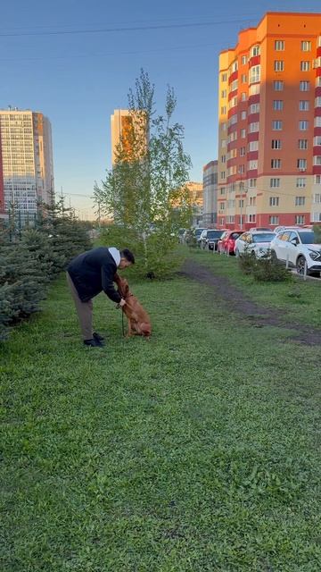 «Лежать» без ошибок — 1 движение и собака подчиняется #dogs #собаки