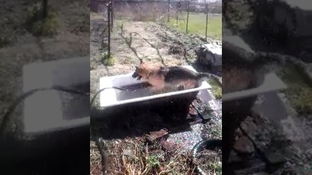 Смешное видео  собака