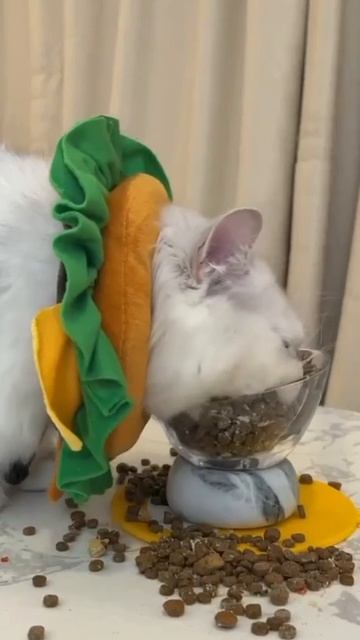 Ты не ты, когда голоден после работы 😁