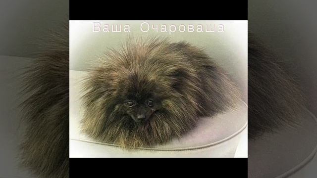 Шпиц Лулу
