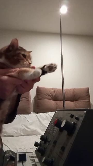 Котик и терменвокс