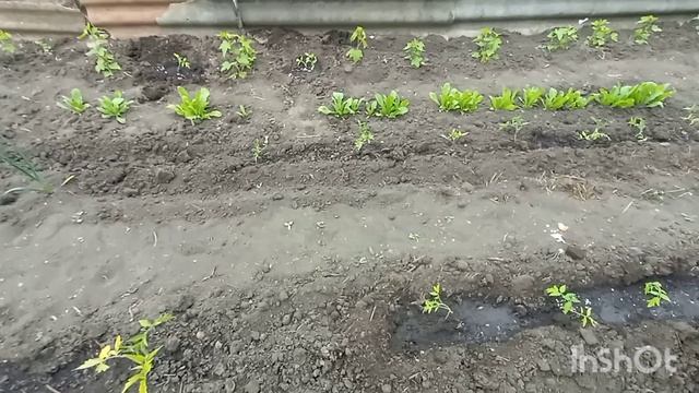 Средство от медведки /Продолжается высадка помидор в открытый грунт