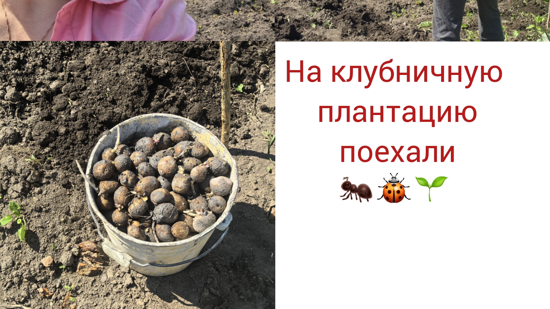 Сажаем картошку, огурцы в теплице, дачные будни