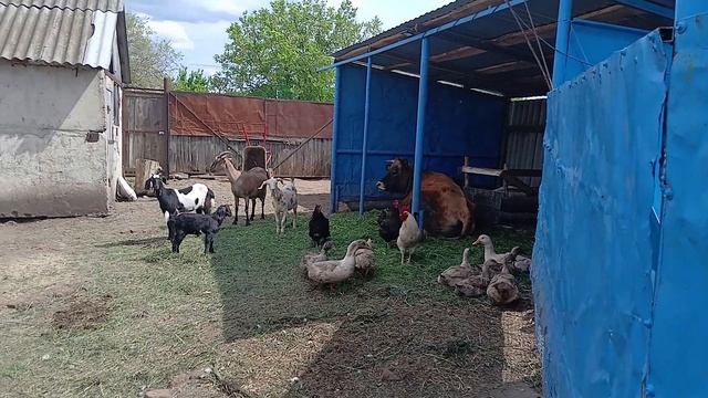 Сегодня день сплошных подарков и сюрпризов Я в шоке Делаем мороженное