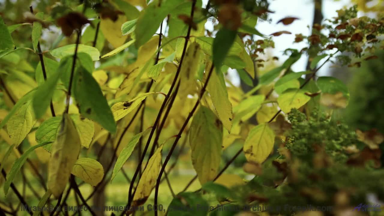 Дикие звери и дикий вайб! - The Album Leaf -- Podington Bear -- Homage Fromage (Box Set Disc 5)