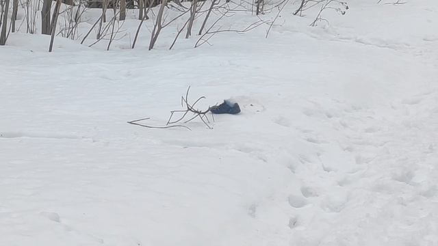 Заминировали тапок
