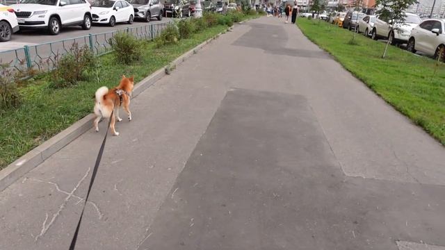 vlog: продолжаю любить жизнь