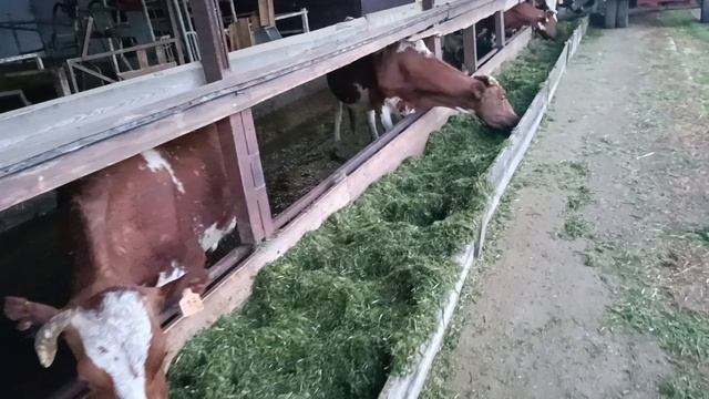 Кормим рожью!
