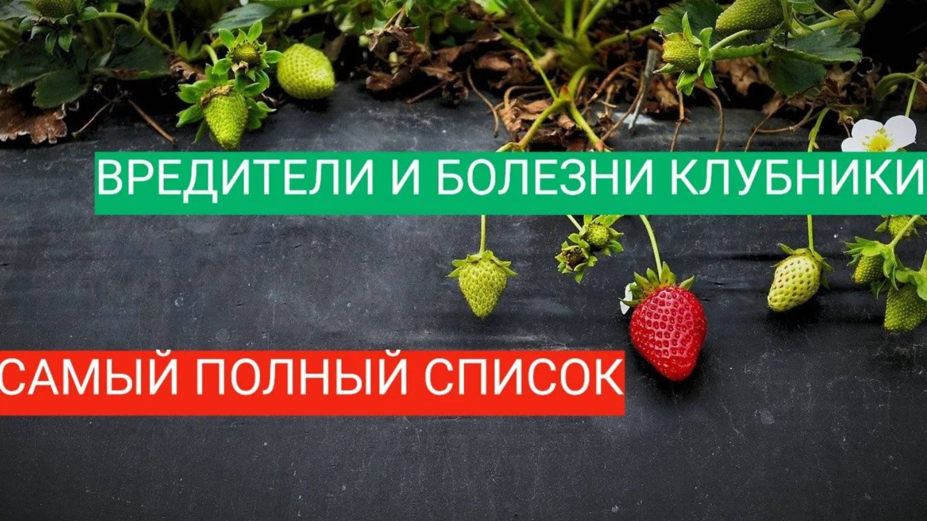 ВСЕ О БОЛЕЗНЯХ И ВРЕДИТЕЛЯХ КЛУБНИКИ, ПРОФИЛАКТИКА И ДИАГНОСТИКА