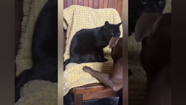 питбуль Афина