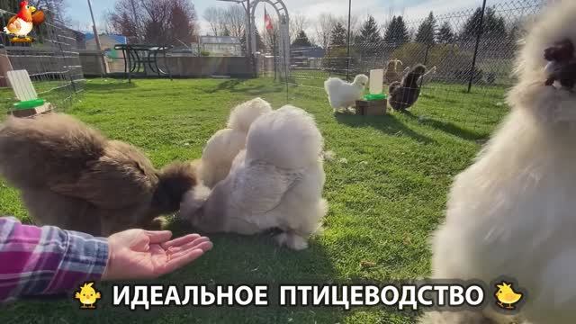 Идеальное птицеводство достойно восхищения 🐓🦆🦢🦚🦃🐔 эпизод (214)