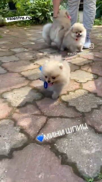 МИНИ ШПИЦ #купитьщенка #puppy #щенок #shpitz #купитьшпица #минишпиц #шпиц #шпицвмоскве