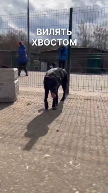 Эсса из приюта ищет дом /Москва, Некрасовка