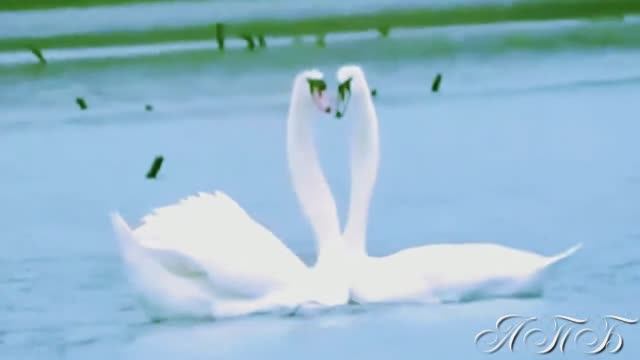 БЛЮЗ ( красивый танец лебедей )