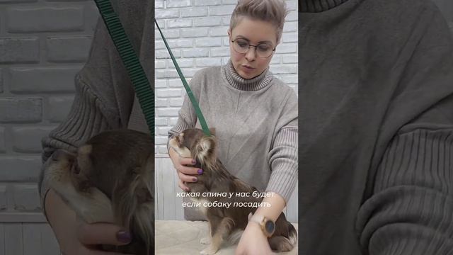 Как правильно снять мерки с собаки. Одежда для собак