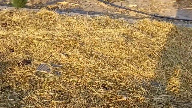 N53. Калифорния чувалчанглари Тожикистонда. Худо хохласа 1 августдан сотувга чикамиз. тел. 92931234