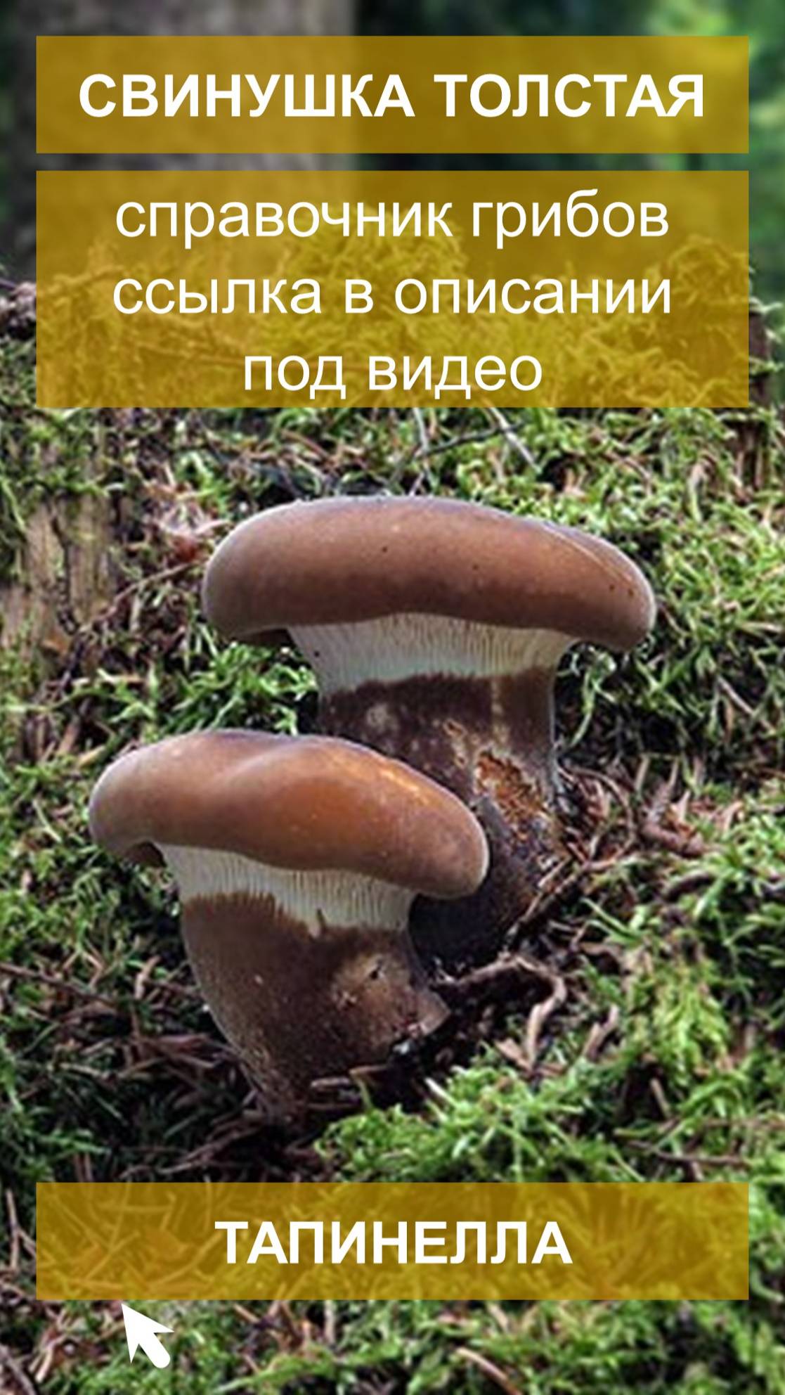 Свинушка толстая, тапинелла - справочник грибов