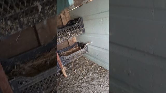 майский обзор голубей