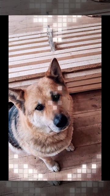 1000023904.mp4 (Собака смотрит на установку каркаса для имитации бруса внутри дома А-фрейм).