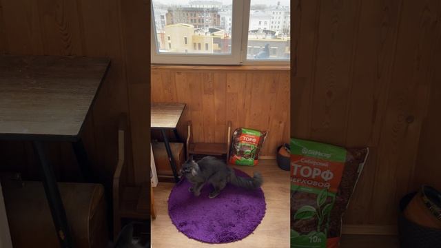 Прилетел друг на подоконник