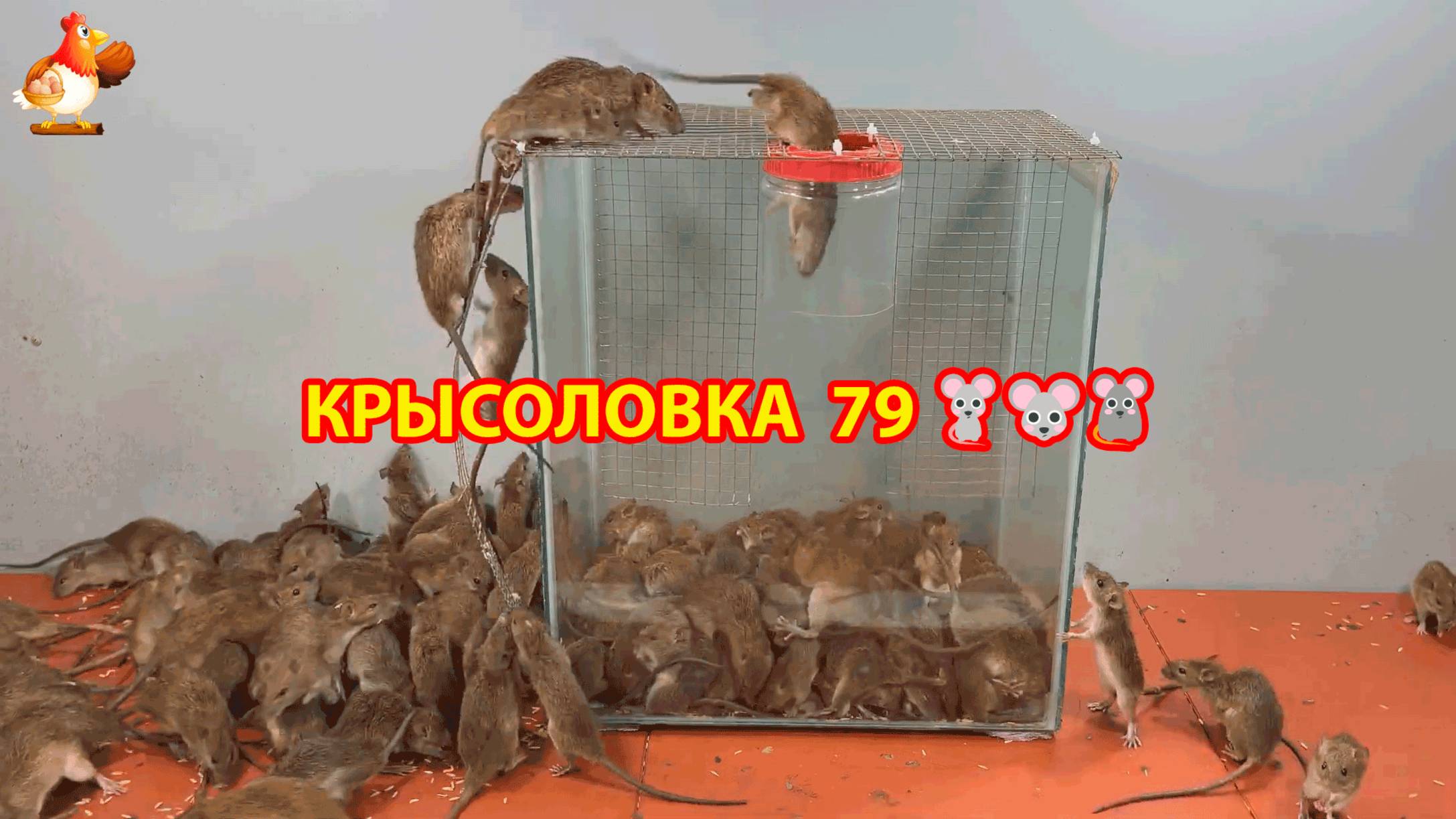 Крысоловка вариант (79) 🐀 Как сделать крысоловку своими руками и поймать кучу крыс 🐀🐁🐀