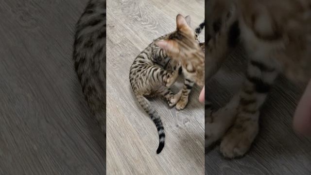 1000212490.mp4