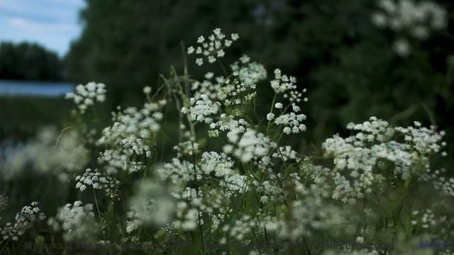 Мелодия, которая делает остановку у придорожного кафе незабываемой - Dancing by the Punch Bowl -- Or