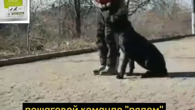 обучение щенка. лакомство для дрессировки от Royal Canin https://youtube.com/RoyalCaninUkraine