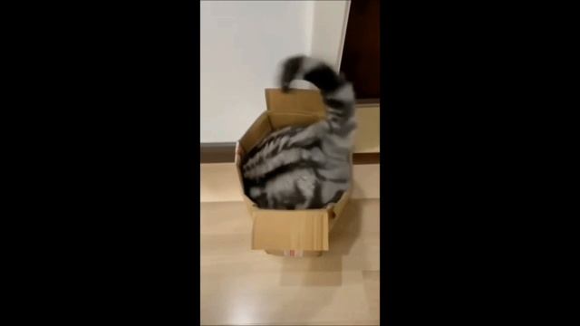 Мешок с картошкой #36