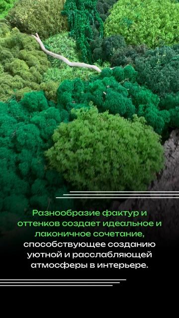 Панно из мха