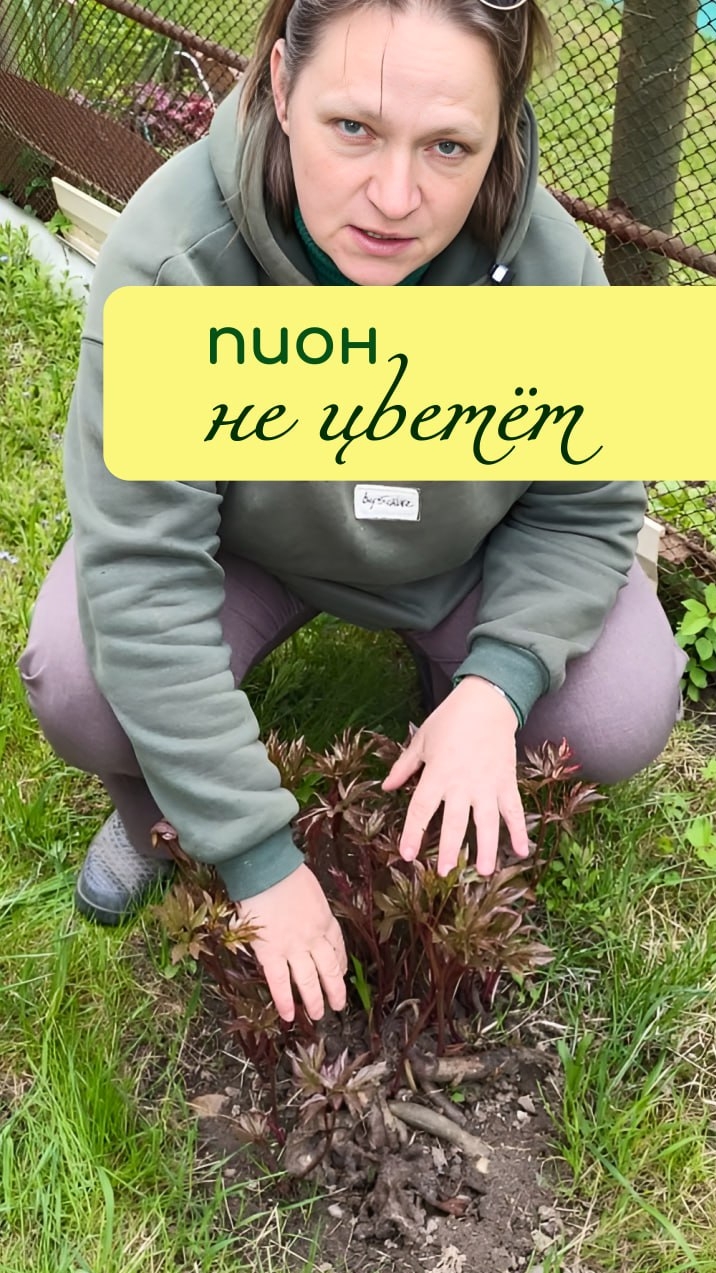 ПИОН не цветёт